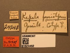 Kapala fasciatipennis by the Smithsonian. Used under a CC0 license.