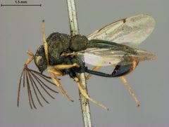 Kapala terminalis by the Smithsonian. Used under a CC0 license.