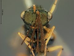 Kapala terminalis by the Smithsonian. Used under a CC0 license.
