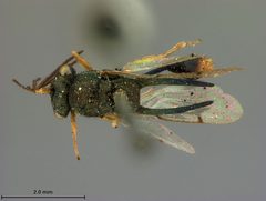 Kapala terminalis by the Smithsonian. Used under a CC0 license.