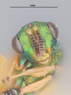 Orasema aureoviridis by the Smithsonian. Used under a CC0 license.