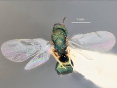 Orasema beameri by the Smithsonian. Used under a CC0 license.