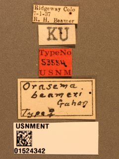 Orasema beameri by the Smithsonian. Used under a CC0 license.