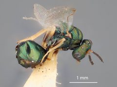 Orasema beameri by the Smithsonian. Used under a CC0 license.