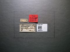 Orasema occidentalis by the Smithsonian. Used under a CC0 license.