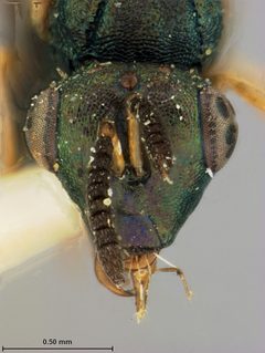 Orasema occidentalis by the Smithsonian. Used under a CC0 license.
