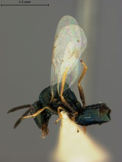 Orasema occidentalis by the Smithsonian. Used under a CC0 license.