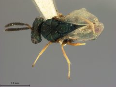 Orasema occidentalis by the Smithsonian. Used under a CC0 license.