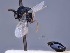 Pseudochalcura atra by the Smithsonian. Used under a CC0 license.