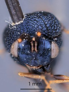 Pseudochalcura atra by the Smithsonian. Used under a CC0 license.