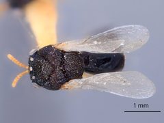 Pseudochalcura condylus by the Smithsonian. Used under a CC0 license.