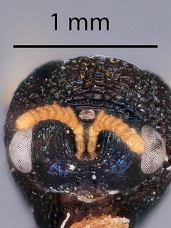 Pseudochalcura condylus by the Smithsonian. Used under a CC0 license.
