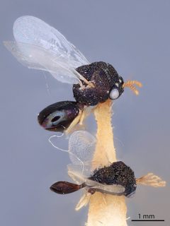 Pseudochalcura condylus by the Smithsonian. Used under a CC0 license.