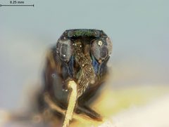 Aprostocetus americanus by the Smithsonian. Used under a CC0 license.