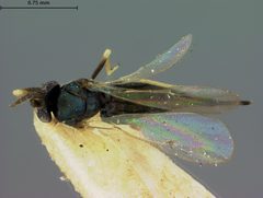 Aprostocetus americanus by the Smithsonian. Used under a CC0 license.