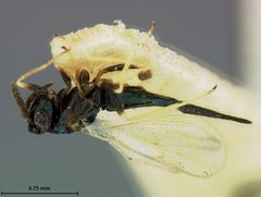 Aprostocetus americanus by the Smithsonian. Used under a CC0 license.