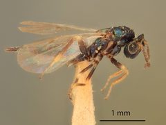 Aprostocetus bewicki by the Smithsonian. Used under a CC0 license.