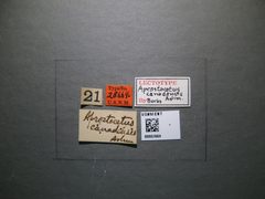 Aprostocetus canadensis by the Smithsonian. Used under a CC0 license.