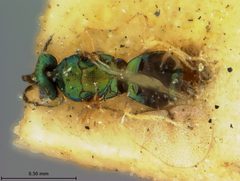 Astichus auratus by the Smithsonian. Used under a CC0 license.