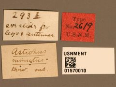 Astichus minutus by the Smithsonian. Used under a CC0 license.