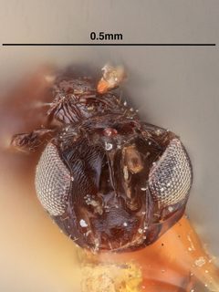 Astichus minutus by the Smithsonian. Used under a CC0 license.