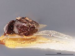 Astichus minutus by the Smithsonian. Used under a CC0 license.