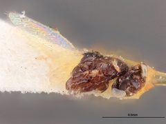 Astichus minutus by the Smithsonian. Used under a CC0 license.