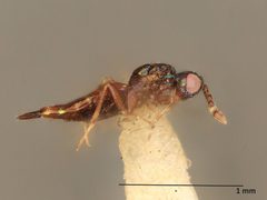 Astichus pulchrilineatus by the Smithsonian. Used under a CC0 license.