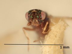 Astichus pulchrilineatus by the Smithsonian. Used under a CC0 license.