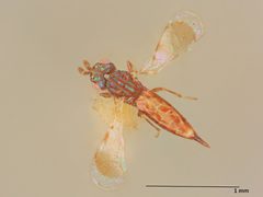 Astichus pulchrilineatus by the Smithsonian. Used under a CC0 license.