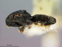 Baryscapus centricolae by the Smithsonian. Used under a CC0 license.