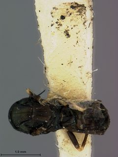 Baryscapus centricolae by the Smithsonian. Used under a CC0 license.
