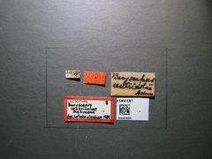 Baryscapus centricolae by the Smithsonian. Used under a CC0 license.