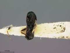 Baryscapus centricolae by the Smithsonian. Used under a CC0 license.