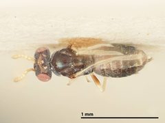 Baryscapus diorhabdivorus by the Smithsonian. Used under a CC0 license.