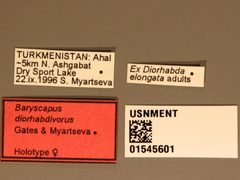 Baryscapus diorhabdivorus by the Smithsonian. Used under a CC0 license.