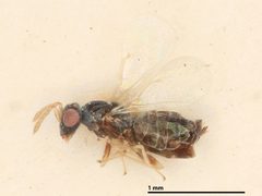 Baryscapus diorhabdivorus by the Smithsonian. Used under a CC0 license.
