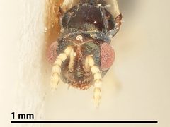 Baryscapus diorhabdivorus by the Smithsonian. Used under a CC0 license.