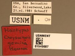 Chrysocharis gemina by the Smithsonian. Used under a CC0 license.