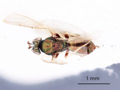 Chrysocharis gemina by the Smithsonian. Used under a CC0 license.