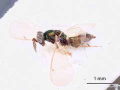 Chrysocharis gemina by the Smithsonian. Used under a CC0 license.