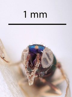 Chrysocharis gemina by the Smithsonian. Used under a CC0 license.