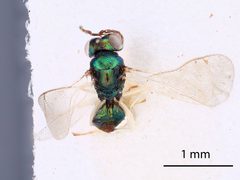 Chrysocharis ignota by the Smithsonian. Used under a CC0 license.