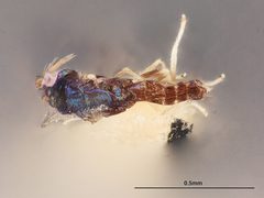 Chrysonotomyia cunicularia by the Smithsonian. Used under a CC0 license.