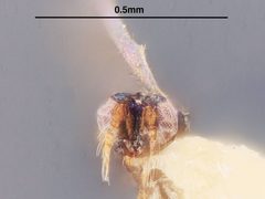 Chrysonotomyia cunicularia by the Smithsonian. Used under a CC0 license.