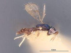 Chrysonotomyia cunicularia by the Smithsonian. Used under a CC0 license.
