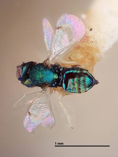 Chrysonotomyia solidaginis by the Smithsonian. Used under a CC0 license.