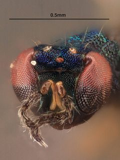 Chrysonotomyia solidaginis by the Smithsonian. Used under a CC0 license.