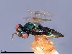 Chrysonotomyia solidaginis by the Smithsonian. Used under a CC0 license.