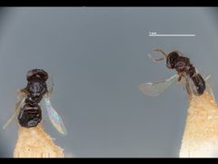 Cirrospilus esurus by the Smithsonian. Used under a CC0 license.
